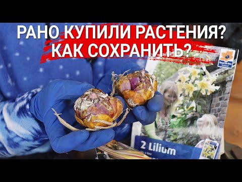 Видео: Рано купили растения? Как сохранить?