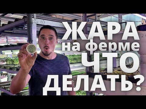 Видео: Жара на Ферме Микрозелени ! Как легко  охладиться ? Микрозелень температура микроклимат