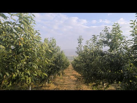 Видео: Интенсивдуу момого кирген гилас бактарда эмне жумуш кылуу заарыл