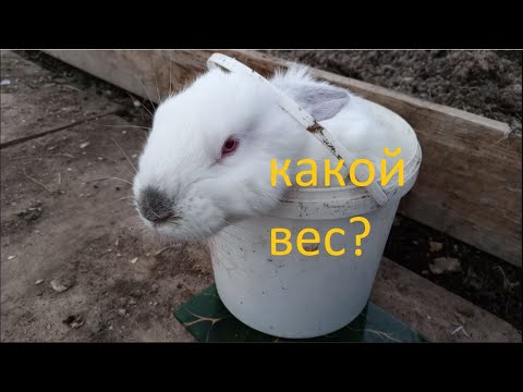 Видео: 13 января. Мои кролики