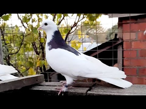 Видео: Голуби и ячмень.