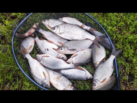 Видео: Фідерна риболовля на річці Псел . З'являється інша риба крім плотви.#2023