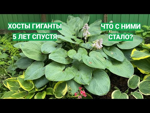 Видео: Хосты гиганты 5 лет спустя