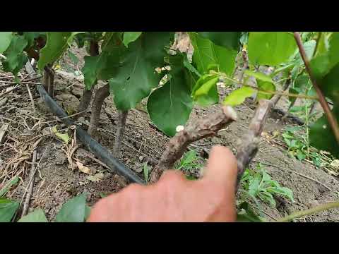 Видео: Питомник саженцев плодовых на 30 мая, 25 года