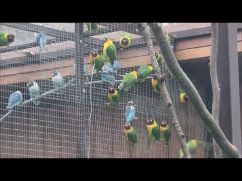 Видео: Новосёлы в Гагаринском парке Симферополя! #Крым 