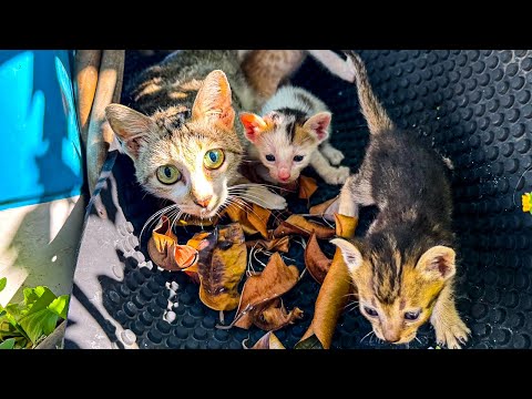 Видео: От опасности к безопасности: как мы выходили и вернули к здоровью ослабленную семью бездомных кош...