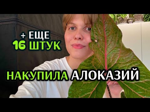 Видео: ‼️ НАРУШИЛА ОБЕЩАНИЕ | СНОВА новые АЛОКАЗИИ