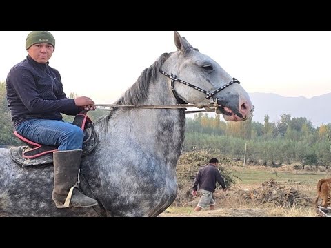 Видео: Дерзкий Ат Камбарда👍