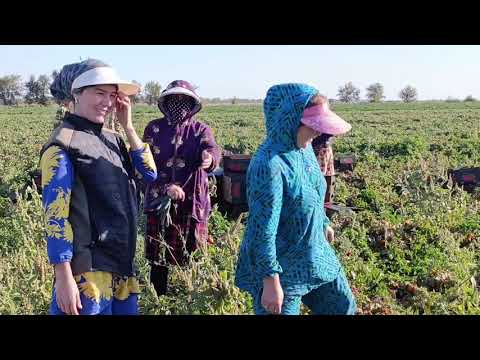 Видео: Юрдошларимиз Билан далада сухбат