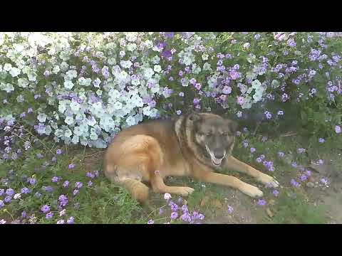 Видео: просто красивый кадр.