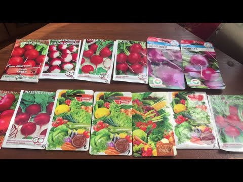 Видео: Самые любимые и надёжные сорта редиса. Хранятся до февраля!