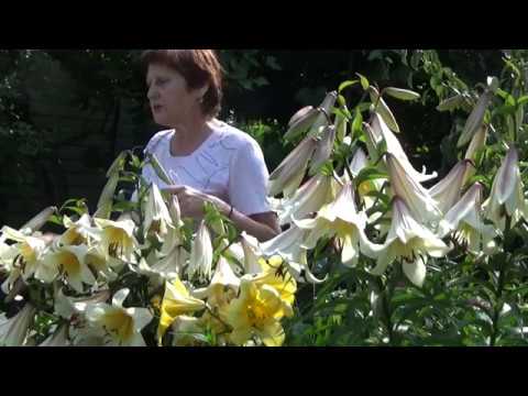 Видео: Лилии ТРУБЧАТЫЕ - роскошь цвета и аромата