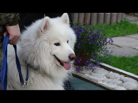 Видео: ДТ - 343. Самоед, диплом с отличием, трудные прогулки или почему  собака не стала послушной?