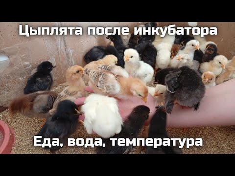 Видео: Как ухаживать за цыплятами после инкубатора: корм, вода, температура
