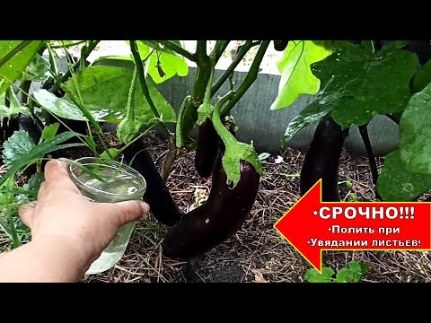 Видео: ПРИ УВЯДАНИИ ЛИСТЬЕВ БАКЛАЖАНОВ СРОЧНО! ПОЛЕЙ ЭТИМ СРЕДСТВОМ ПОД КОРЕНЬ И ОПРЫСКАЙ ЛИТЬЯ БАКЛАЖАН