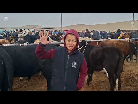 Видео: 03.11.2025.Сарыағаш - мал базары.Сиырлар,сиырлар бузаумен,буқалар,қашарлар,таналар,бузаулар.🐄🐮🐂🐄🐮🐂🐄🐮