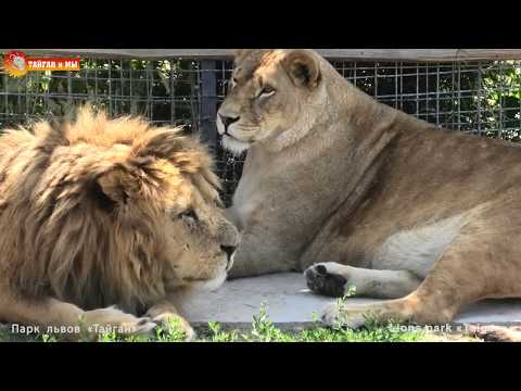 Видео: Кто где, а львы дома. Тайган. Who is where, and the lions are at home. Taigan.