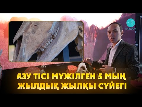 Видео: JÄDIGER | ЖӘДІГЕР | Азу тісі мүжілген 5 мың жылдық жылқы сүйегі