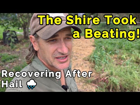 Видео: Восстановление после града и штормов | Уроки пермакультуры из Шира