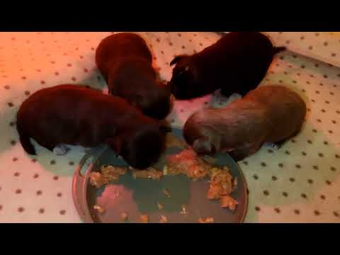 Видео: ПЕРВЫЙ ПРИКОРМ ЩЕНЯТ ЧИХУАХУА . КАК И ЧЕМ КОРМИТЬ ЩЕНКОВ.