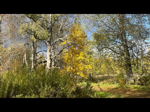 Видео: Партнер для серьезных отношений. ПОТОК 