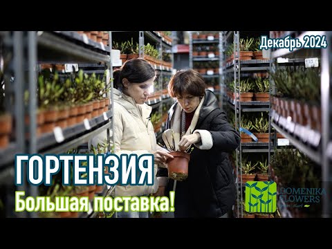 Видео: БОЛЬШАЯ поставка ГОРТЕНЗИИ! Есть в наличии!