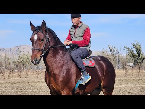 Видео: ТОРУ КАШКА