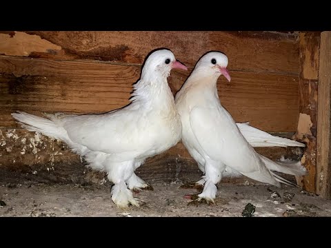 Видео: Ястреб терзает Голубей во Дворе! Завязал с Гоном голубей!