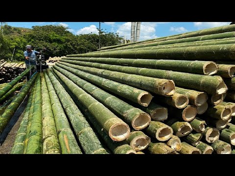 Видео: Бамбук /Bamboo |  Интересные факты