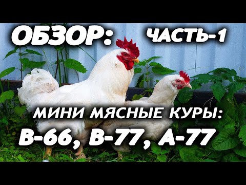 Видео: ЧАСТЬ -1. МИНИ МЯСНЫЕ КУРЫ. В-66, В-77, А-77. ИСТОРИЯ, СОДЕРЖАНИЕ, ХАРАКТЕРИСТИКИ.