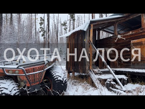 Видео: ОХОТА НА ЛОСЯ В ГОРАХ СИБИРИ