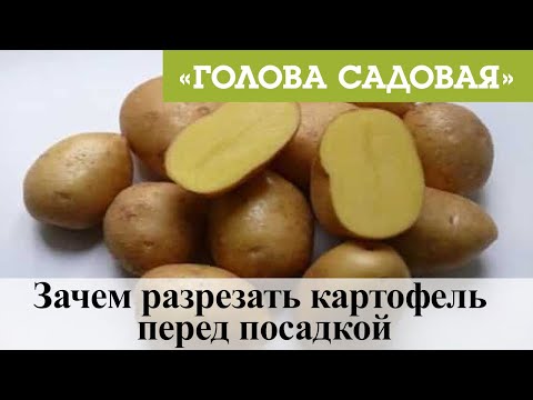 Видео: Голова садовая - Зачем разрезать картофель перед посадкой