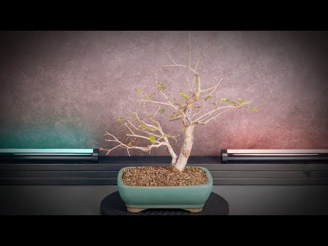 Видео: Обрезка и весенний уход за бонсай из граната (дерево 13 - часть 2)