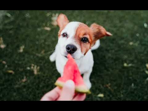 Видео: Как подготовить квартиру к приезду щенка?