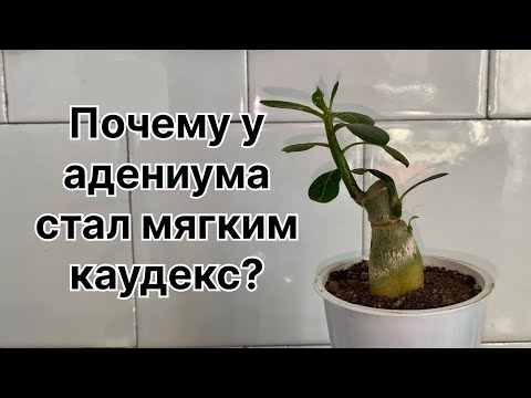 Видео: Каудекс у адениума стал мягким. Выкапываю чтобы выяснить причину. 13 ноября 2024 г.