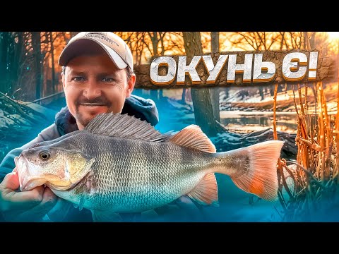 Видео: Великі Окуні Клюють!  Ловимо Окуня Перед Нерестом
