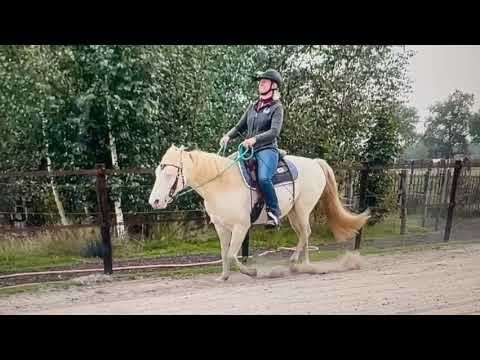 Видео: Онлайн-урок по скалистым горам – дрессировка лошадей