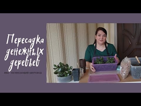 Видео: Пересадка денежных деревьев| Сажаю маленькие толстянки