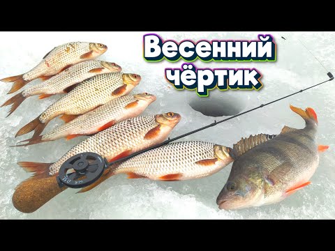 Видео: Поймал ТРОФЕЯ на Белоярке !!! Весенняя рыбалка на чёртики.