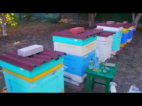 Видео: Борьба с варроатозом с использованием =пихтового масла=