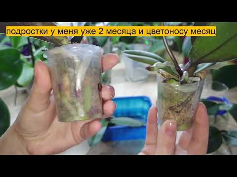 Видео: Перевожу подростков в размере 1,7 на открытую систему. Плюсы и минусы такого ухода