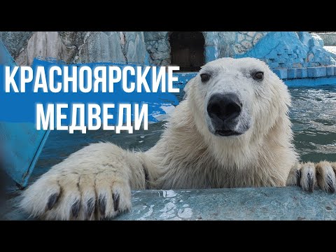 Видео: Жизнь белых медведей в Парке флоры и фауны «Роев ручей»