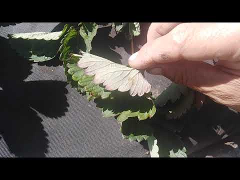 Видео: НАЧАЛО ФУЗАРИОЗНОГО  УВЯДАНИЯ КЛУБНИКИ