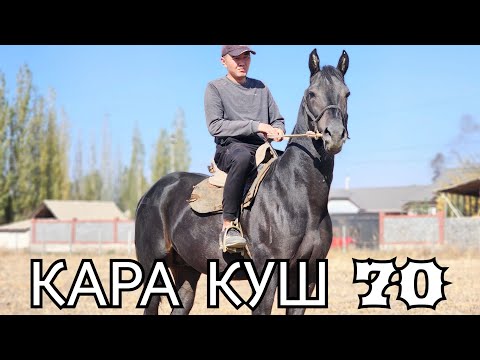 Видео: КУРЧ КАРА КУШ 70 👍баасы 👍🔥