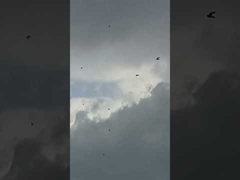 Видео: Летные испытания голубей у Сергея Балашова 1 тур по взрослым