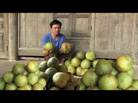 Видео: Помогите маме собрать фрукты для продажи.  Урожай кукурузы.  Выращивать овощи. Green forest life
