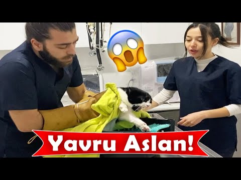 Видео: ЭТА КОШКА - ТИГР КУБ! #TheVet