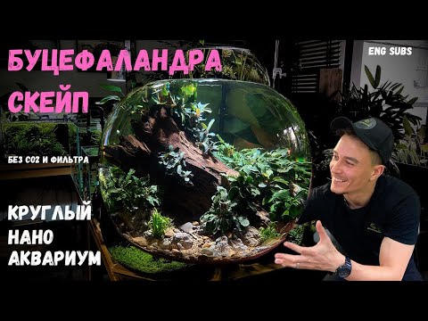 Видео: БУЦЕФАЛАНДРА АКВАРИУМ СКЕЙП | BUCEP AQUARIUM SCAPE | TUTORIAL