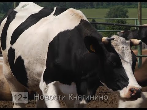 Видео: Будни животноводов