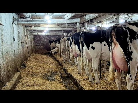 Видео: Мы купили совершенно новый трактор, чтобы кормить коров на нашей молочной ферме в Тистолле, насчи...